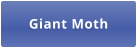 Giant Moth