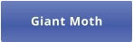 Giant Moth