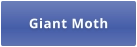 Giant Moth