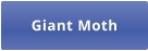 Giant Moth